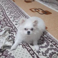 پامر|سگ|اردبیل, |دیوار