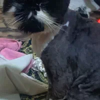 گربه پرشین نر|گربه|تهران, دروازه شمیران|دیوار