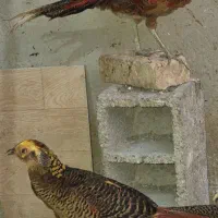 انواع محلی و زینتی|حیوانات مزرعه|مینودشت, |دیوار