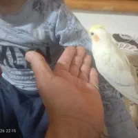 عروس هلندی ماده