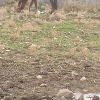 مادیون آبستن|اسب و تجهیزات اسب‌سواری|دهدشت, |دیوار