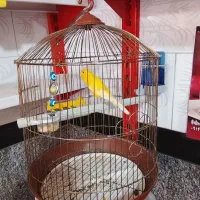 قناری نر رسمی سوپر