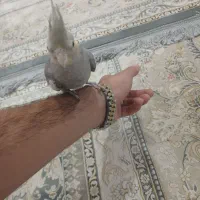 عروس دستی و زرنگ