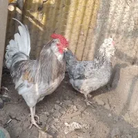 تخم نطفه دار گلین|حیوانات مزرعه|رشت, تازه آباد|دیوار