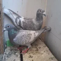 پرنده کفتر کبوتر