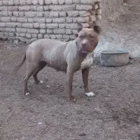 پیتبول ماده|سگ|اردبیل, |دیوار