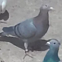 کبوتر