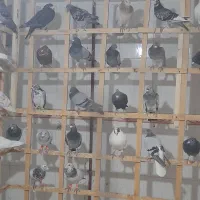 50تا حیون بوم ماله سرخس چق ساحل|پرنده|نیشابور, شهرک فیروزه|دیوار