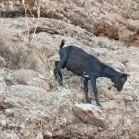 کهره نر دورگ آلپاین|حیوانات مزرعه|شیراز, گویم|دیوار