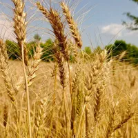 از هر هکتار ۲تن بیشتر گندم و جو برداشت کن