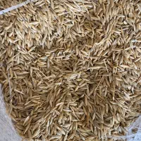 جو درجه یک ب شرط