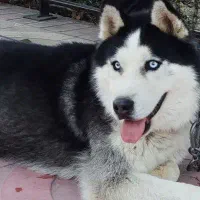 هاسکی فروشی