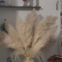 رگال واستند|گل و گیاه طبیعی|شیراز, شهرک فرزانگان|دیوار