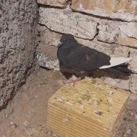 یک جفت قارا نشاد خوب پرشی پرشی چشم قرمز خون