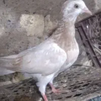 کبوتر|پرنده|قرچک, محمد آباد|دیوار