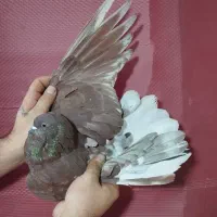کفتر گرفتنی برج
