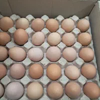 سلام تخم مرغ رسمی تازه