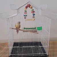 گرنچیک تازه دونه خور شده رام|پرنده|کرمان, |دیوار