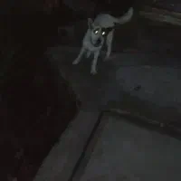 سگ هاستگی زانبی|سگ|طاهرگوراب, |دیوار