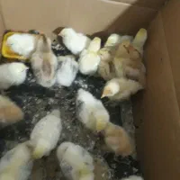 جوجه برهما سلطان اصل|حیوانات مزرعه|نگین شهر, |دیوار