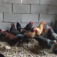 مرغ و خروس محلی اصل بلدرچین گوشتی و تخمگذار