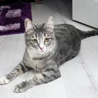 واگذاری فوری