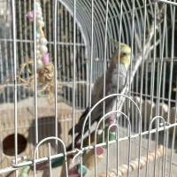 فروش یه جفت عروس هلندی