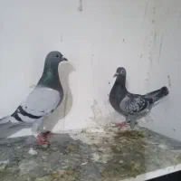 یجفت مسافتی