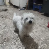 سگ شیتزو تریر|سگ|خان ببین, |دیوار