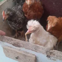 جوجه های کاکلی پاپری ساده امپراطور ودورگه کوشین