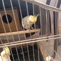 یک جفت عروس هلندی به شرط