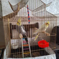 عروس هلندی