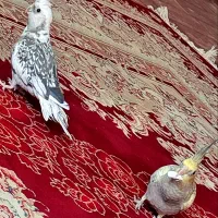 عروس هلندی 8ماهه