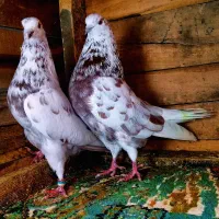 کفتر قلمکار پرشی