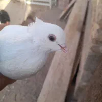 تعدادی کبوتر کله ای زاغ سفید سرور|پرنده|بافت, |دیوار