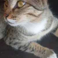 واگذاری گربه