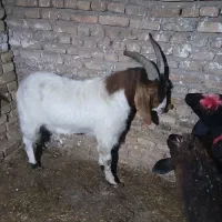 باسلام یک بزغاله چاق چاق سرکدار