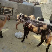 نر بز ۲ رگه نژاد دار قیمت توافقی