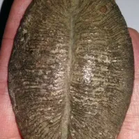 سنگ کلکسیونی