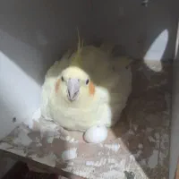 حراج عروس هلندی