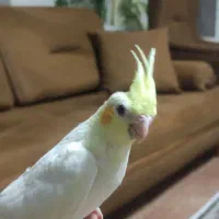 جوجه عروس هلندی|پرنده|پرند, فاز ۰|دیوار