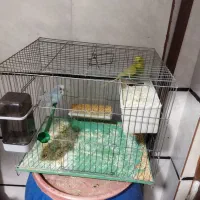 یک جفت مرغ عشق و نر و ماده