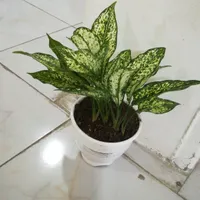 س ا ل ن ز ی ب ا یی