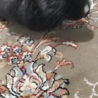 خرگوش بازیگوش|موش و خرگوش|بیرجند, |دیوار