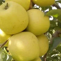 خریدنواع سیب قرمز و سفید