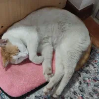 گربه شده محدود سلیمانداراب