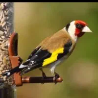 سهره ماده