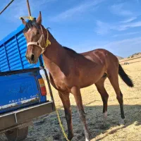 خرید فروش اسب پالانی یا باری