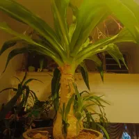 گل اشک ملکه|گل و گیاه طبیعی|شهرکرد, |دیوار