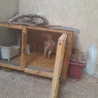جوجه خروس لاری افغان دانگ بالا